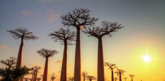 Madagascar – Avenue of the Baobabs, the Most Beautiful Road in Madagascar