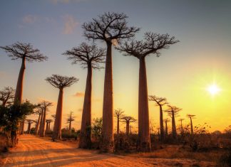 Madagascar – Avenue of the Baobabs, the Most Beautiful Road in Madagascar