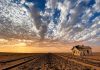 Kolmanskop: The Hauntingly Beautiful Ghost Town in the Namib Desert