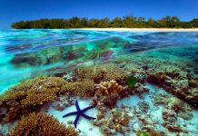 Beautiful Underwater Universe of the Great Barrier Reef