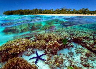 Beautiful Underwater Universe of the Great Barrier Reef