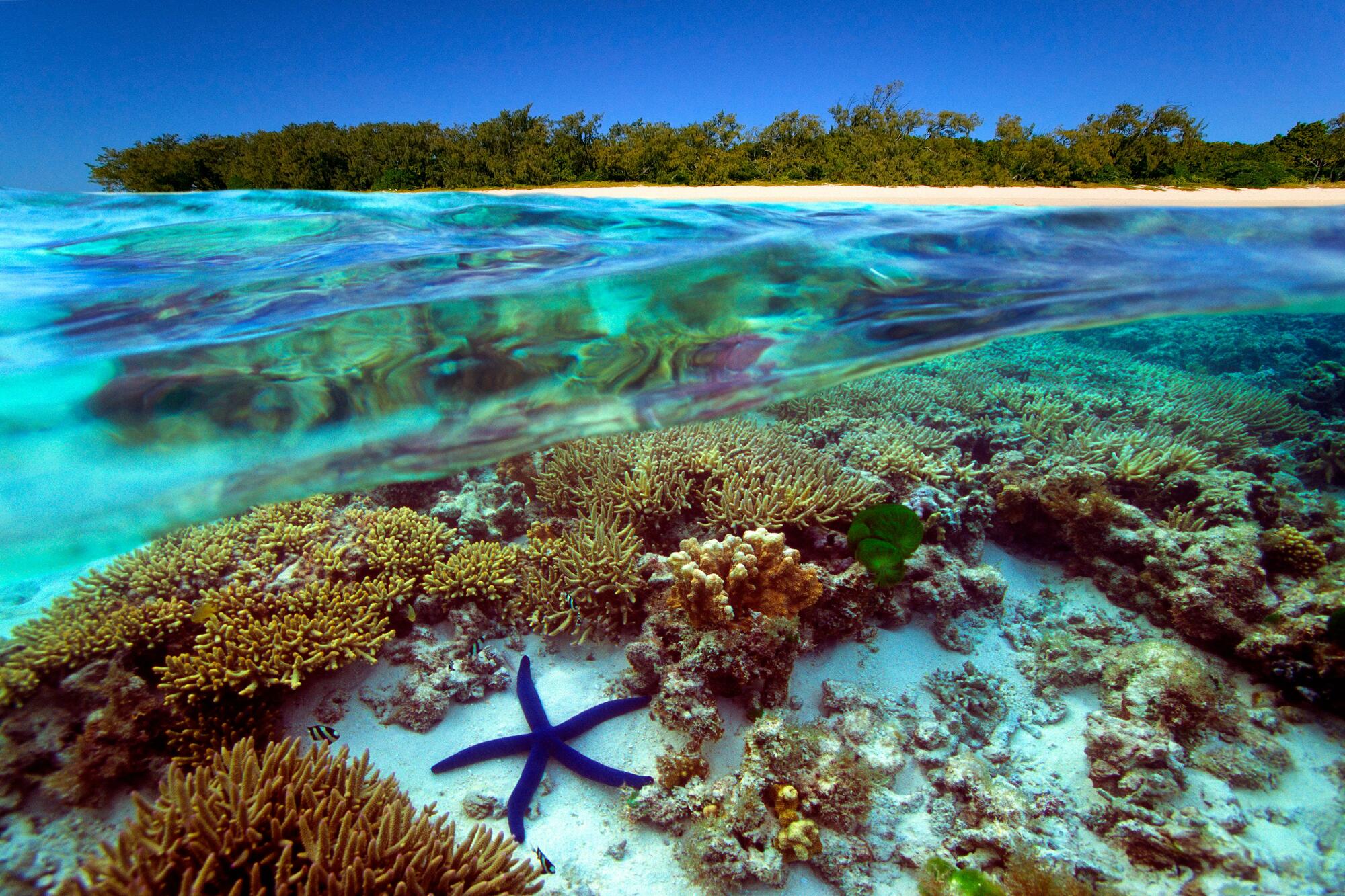 Beautiful Underwater Universe of the Great Barrier Reef