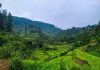 Visit the Tropical Paradise of Mount Gede Pangrango National Park, Indonesia
