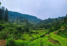 Visit the Tropical Paradise of Mount Gede Pangrango National Park, Indonesia