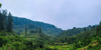 Visit the Tropical Paradise of Mount Gede Pangrango National Park, Indonesia