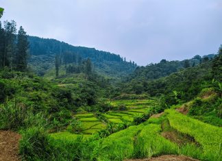 Visit the Tropical Paradise of Mount Gede Pangrango National Park, Indonesia