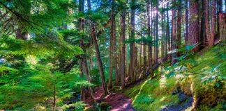 Ramona Falls, Oregon: Discover Mount Hood’s Most Beautiful Waterfall